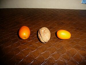 Archivo:Calamondina-Orange-P1090663
