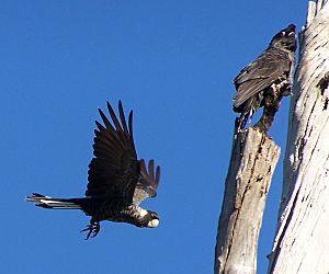 Archivo:Calyptorhynchus latirostris Carnaby gnangarra