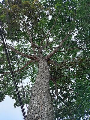 Archivo:Caoba patrimonial 2 - Moyobamba (3)