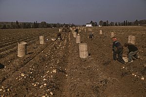 Archivo:Child Laborers in a Maine field (1940)