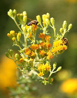 Archivo:Coast goldenbush bees