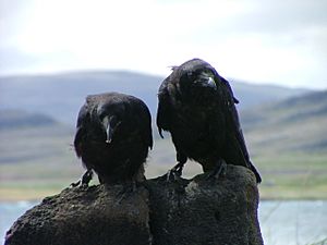 Archivo:Corvus corax jouveniles