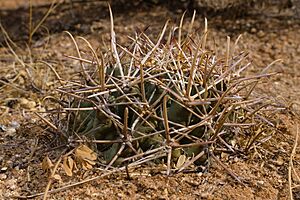 Coryphantha robustispina robustispina 2.jpg