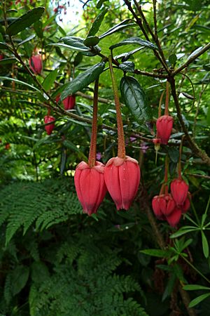 Archivo:Crinodendron5