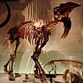 Deinotherium Skelton