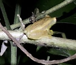 Dendropsophus mathiassoni cropped.jpg