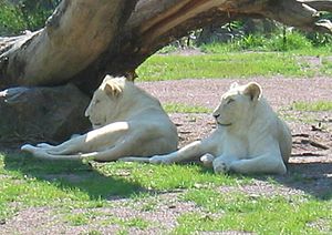 Archivo:Deux lions blancs