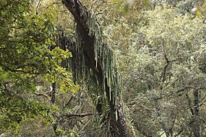 Archivo:Disocactus speciosus speciosus 1