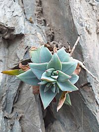 E. kieslingii.jpg