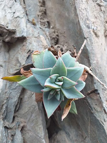 E. kieslingii
