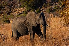 Elefante africano de sabana (Loxodonta africana), parque nacional Kruger, Sudáfrica, 2018-07-25, DD 10.jpg