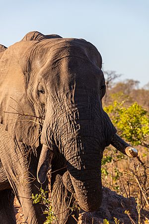 Archivo:Elefante africano de sabana (Loxodonta africana), parque nacional Kruger, Sudáfrica, 2018-07-25, DD 19