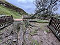 FelledSycamoreTree
