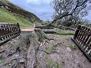 Archivo:FelledSycamoreTree