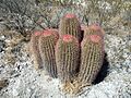 Ferocactus pilosus (5711022110)