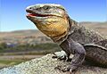 Gallotia Stehlini