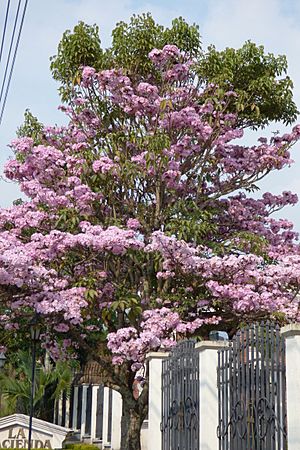 Archivo:Guayacán rosado (Tabebuya rosea) - Flickr - Alejandro Bayer (1)