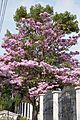 Guayacán rosado (Tabebuya rosea) - Flickr - Alejandro Bayer (1)