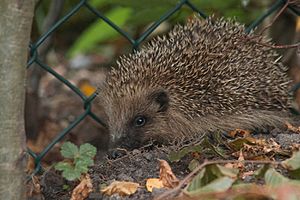 Archivo:Hedgehog-among-leaves