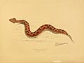Illustrations of the zoology of South Africa (6263859120)