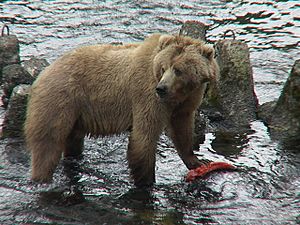 Archivo:Kodiak Bear with salmon, USFWS DI-DSC00044