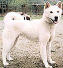 Archivo:Korean Jindo Dog