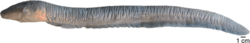 Lateral view of Electrophorus varii.png