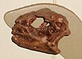 Lesothosaurus diagnosticus