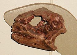 Archivo:Lesothosaurus diagnosticus