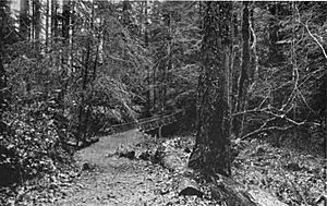Archivo:Macleay Park 1914 - Portland, Oregon