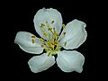 Malus Florentina blossom Italienischer Zierapfel Blüte 01