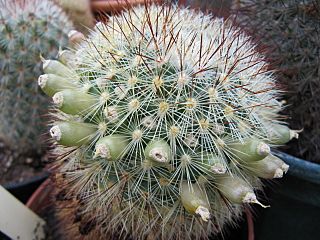Mammillaria densispina with fruits.jpg