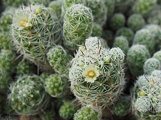 Mammillaria vetula 2019-10-26 01.jpg