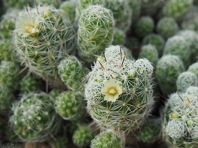 Mammillaria vetula 2019-10-26 01