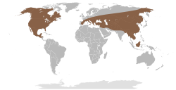 Rango geográfico inferido de Mammut (el rango euroasiático incluye al de Zygolophodon borsoni, cuyo asignación genérica es incierta, y de M. matthewi).