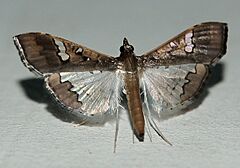 Maruca vitrata.jpg