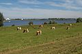 Maurik, weiden met koeien bij het Eiland van Maurik IMG 2470 2019-09-15 12.52