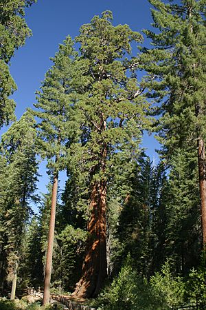 Archivo:Mixed Sierra Nevada coniferous forest