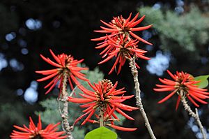 Archivo:Naked Coral Tree - Erythrina coralloides 01