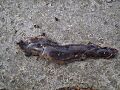 New Zealand flatworm 2