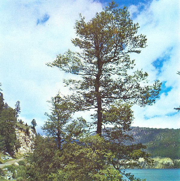 Nothofagus obliqua