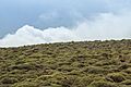 Paisaje de matorral almohadillado de la cumbre de Los Pelaos en Sierra de Lújar