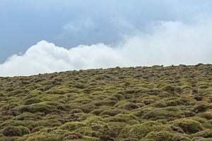 Archivo:Paisaje de matorral almohadillado de la cumbre de Los Pelaos en Sierra de Lújar