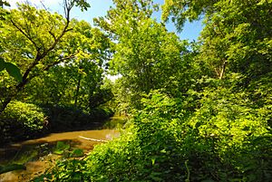 Archivo:Pecatonica River Woods