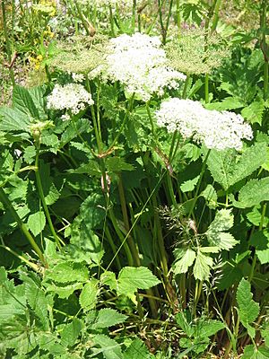 Archivo:Peucedanum ostruthium002