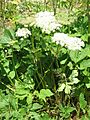 Peucedanum ostruthium002