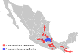 Distribución de P. moranensis en México y Guatemala.