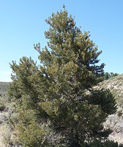Archivo:Pinus monophylla near Lee Vining Creek
