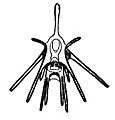 Pluteus001