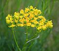 Ruta graveolens 3
